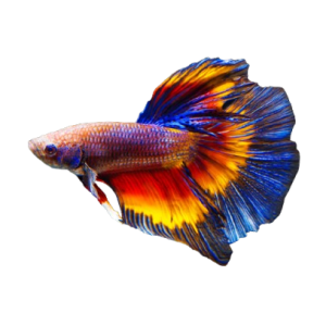 Dummy fish product